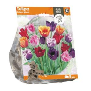 Baltus Tulipa Crispa Mixed tulpen bloembollen per 5 stuks